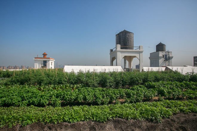 green design, eco design, sustainable design, green design nyc, eco design nyc, sustainable design nyc, green spaces nyc, brooklyn grange, urban farm, brooklyn grange nyc, urban farm nyc, farming nyc, new york farm, new york urban farm, rooftop farm, nyc rooftop farm, city farming, harvest, beekeeping nyc