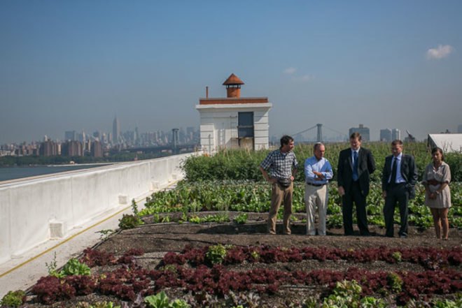 green design, eco design, sustainable design, green design nyc, eco design nyc, sustainable design nyc, green spaces nyc, brooklyn grange, urban farm, brooklyn grange nyc, urban farm nyc, farming nyc, new york farm, new york urban farm, rooftop farm, nyc rooftop farm, city farming, harvest, beekeeping nyc