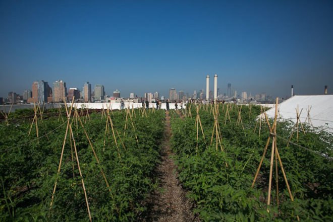 green design, eco design, sustainable design, green design nyc, eco design nyc, sustainable design nyc, green spaces nyc, brooklyn grange, urban farm, brooklyn grange nyc, urban farm nyc, farming nyc, new york farm, new york urban farm, rooftop farm, nyc rooftop farm, city farming, harvest, beekeeping nyc