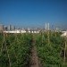 green design, eco design, sustainable design, green design nyc, eco design nyc, sustainable design nyc, green spaces nyc, brooklyn grange, urban farm, brooklyn grange nyc, urban farm nyc, farming nyc, new york farm, new york urban farm, rooftop farm, nyc rooftop farm, city farming, harvest, beekeeping nyc