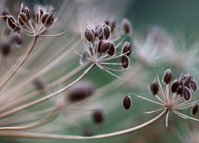seeds, seed-saving, preserving seeds, organic gardening, planting your own seed, saving seed, seed collecting