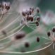 seeds, seed-saving, preserving seeds, organic gardening, planting your own seed, saving seed, seed collecting