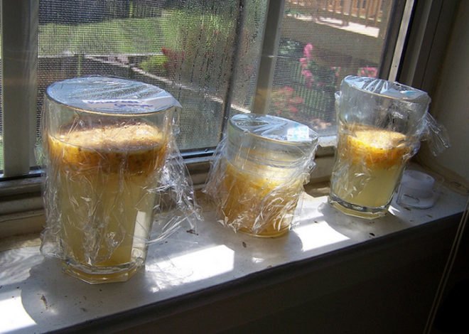 seeds, seed-saving, preserving seeds, organic gardening, planting your own seed, saving seed, seed collecting