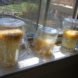 seeds, seed-saving, preserving seeds, organic gardening, planting your own seed, saving seed, seed collecting