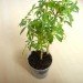 diy green wall, diy room divider, diy vertical garden, easy room divider, easy vertical garden, furniture diy, furniture hack, green wall, how to green wall, how to make a green wall, how to make a vertical garden, ikea ps 2012 planter