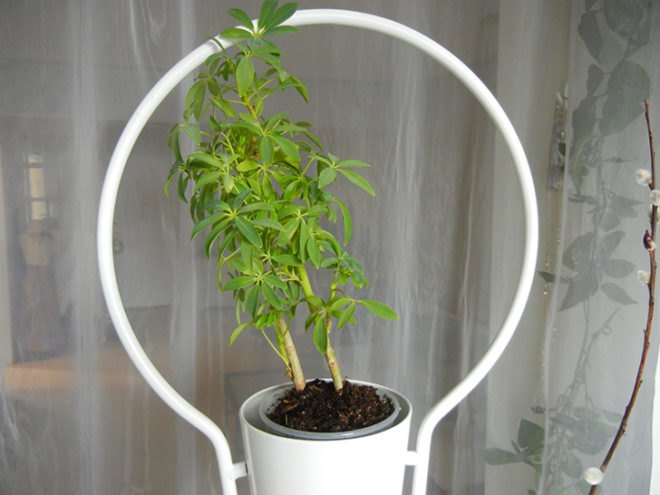 diy green wall, diy room divider, diy vertical garden, easy room divider, easy vertical garden, furniture diy, furniture hack, green wall, how to green wall, how to make a green wall, how to make a vertical garden, ikea ps 2012 planter