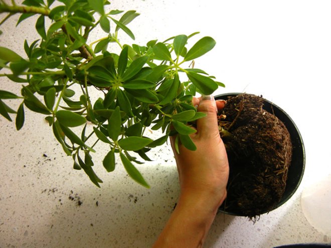 diy green wall, diy room divider, diy vertical garden, easy room divider, easy vertical garden, furniture diy, furniture hack, green wall, how to green wall, how to make a green wall, how to make a vertical garden, ikea ps 2012 planter