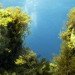 Jason de Claires Taylor, underwater sculptures, underwater art, coral reef, Jason de Claires Taylor sculpture