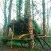 kevin langan, survival shelter, scotland, natural resources, 100 wild huts, hut, blog, pine
