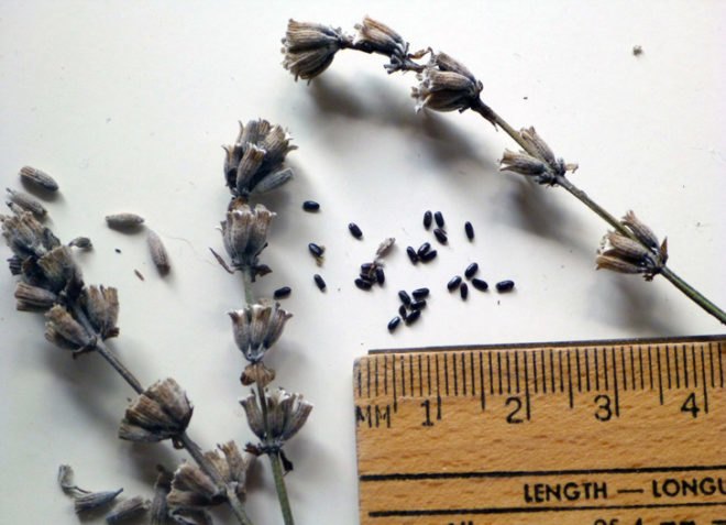seeds, seed-saving, preserving seeds, organic gardening, planting your own seed, saving seed, seed collecting
