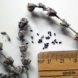 seeds, seed-saving, preserving seeds, organic gardening, planting your own seed, saving seed, seed collecting