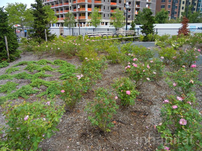 beach in new york, eco design, Eco-friendly sports field, green design, green space in new jersey, Jersey City, New Jersey, new york beach, Newport Green, newport new jersey beach, nj beach, pop up beach, sustainable design, urban beach