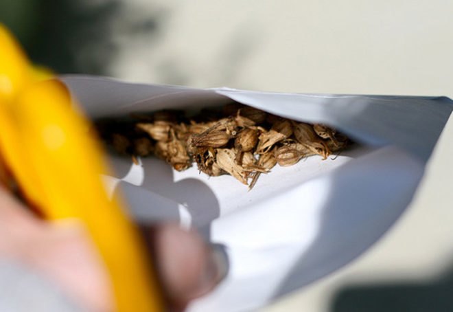 seeds, seed-saving, preserving seeds, organic gardening, planting your own seed, saving seed, seed collecting