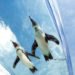 Sunshine aquarium, tokyo, flying penguins, sea lions, aquarium, sunshine aqua ring