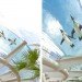 Sunshine aquarium, tokyo, flying penguins, sea lions, aquarium, sunshine aqua ring