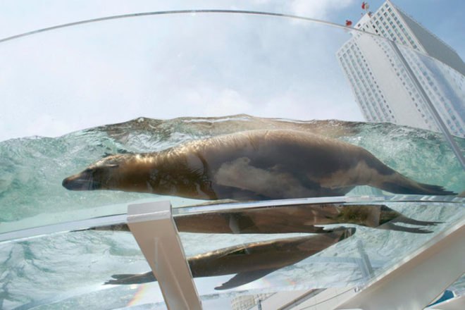 Sunshine aquarium, tokyo, flying penguins, sea lions, aquarium, sunshine aqua ring