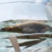 Sunshine aquarium, tokyo, flying penguins, sea lions, aquarium, sunshine aqua ring