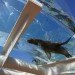 Sunshine aquarium, tokyo, flying penguins, sea lions, aquarium, sunshine aqua ring
