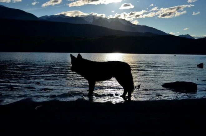 living by the lake, forest life, mountain living
