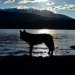 living by the lake, forest life, mountain living