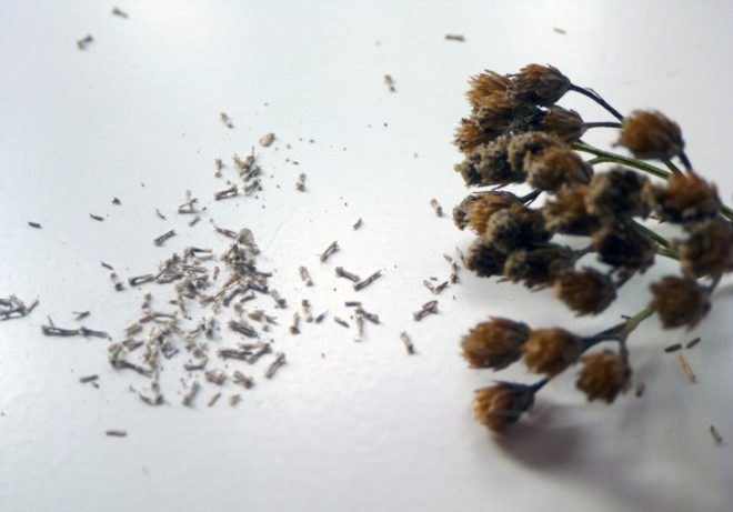 seeds, seed-saving, preserving seeds, organic gardening, planting your own seed, saving seed, seed collecting