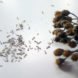 seeds, seed-saving, preserving seeds, organic gardening, planting your own seed, saving seed, seed collecting