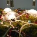 Studiomobile, Italy, Networking Nature, Venice Architecture Biennale 2012, sea level rise, climate change, solar still, fresh water, ecosystem
