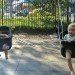 Seward Park playground, greyhound bus, greyhound bus on lower east side, greyhound bus stop essex st, greyhound bus proposal, cb3 community board 3