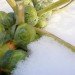 Extension gardening, cloches, hoophouse, greenhouse, winter garden