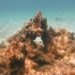International Union for Conservation of Nature, caribbean, coral reef, climate change, global temperatures, caribbean coral reef,