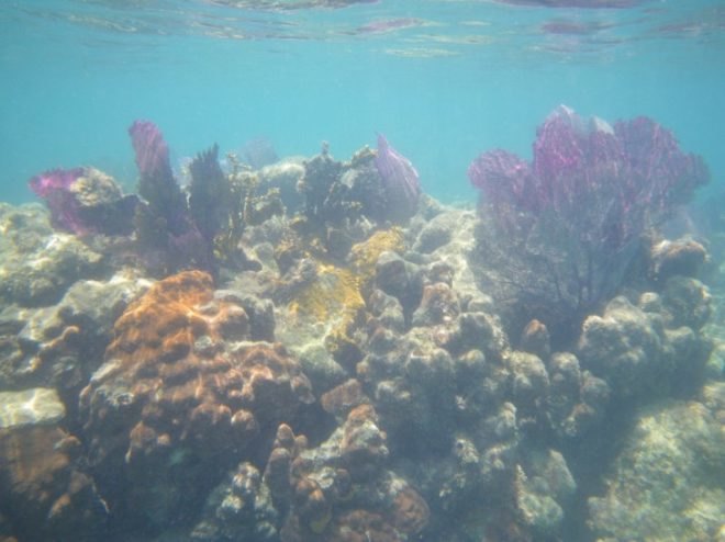 International Union for Conservation of Nature, caribbean, coral reef, climate change, global temperatures, caribbean coral reef,