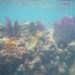 International Union for Conservation of Nature, caribbean, coral reef, climate change, global temperatures, caribbean coral reef,