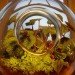eco design, sustainable design, green design, Crooked Nest, San Francisco Bay Area, terrarium, indoor garden, hand blown glass, living walls, miniature garden