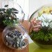 eco design, sustainable design, green design, Crooked Nest, San Francisco Bay Area, terrarium, indoor garden, hand blown glass, living walls, miniature garden