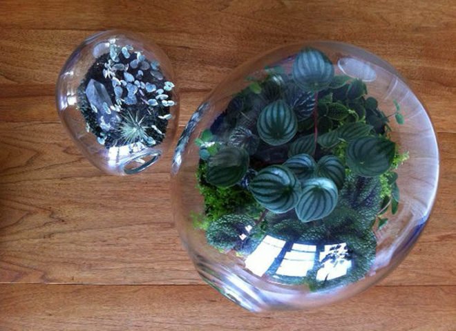 eco design, sustainable design, green design, Crooked Nest, San Francisco Bay Area, terrarium, indoor garden, hand blown glass, living walls, miniature garden