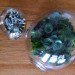 eco design, sustainable design, green design, Crooked Nest, San Francisco Bay Area, terrarium, indoor garden, hand blown glass, living walls, miniature garden