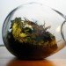eco design, sustainable design, green design, Crooked Nest, San Francisco Bay Area, terrarium, indoor garden, hand blown glass, living walls, miniature garden