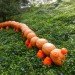 Haunted Pumpkin Garden, new york botanical garden, fall activities nyc, fall festivals, fall foliage, fall food, fall fun, fall in new york, fall in new york city, things to do nyc, green nyc,