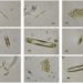 oregon state university, dinosaur, diatoms, biofuel production, algae biofuel, marine lifeforms, health foods, electronics