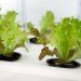 ELIOOO, Hydroponics, DIY Manual, antonio scarponi, conceptual devices, hydroponic gardening, gardening,