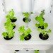 ELIOOO, Hydroponics, DIY Manual, antonio scarponi, conceptual devices, hydroponic gardening, gardening,