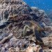 Google, Underwater Street View, Google Maps, Google Sea View, coral reefs, Catlin Seaview Survey, virtual scuba diving