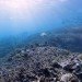 Google, Underwater Street View, Google Maps, Google Sea View, coral reefs, Catlin Seaview Survey, virtual scuba diving