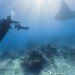 Google, Underwater Street View, Google Maps, Google Sea View, coral reefs, Catlin Seaview Survey, virtual scuba diving