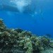 Google, Underwater Street View, Google Maps, Google Sea View, coral reefs, Catlin Seaview Survey, virtual scuba diving