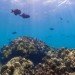 Google, Underwater Street View, Google Maps, Google Sea View, coral reefs, Catlin Seaview Survey, virtual scuba diving