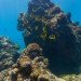 Google, Underwater Street View, Google Maps, Google Sea View, coral reefs, Catlin Seaview Survey, virtual scuba diving