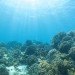 Google, Underwater Street View, Google Maps, Google Sea View, coral reefs, Catlin Seaview Survey, virtual scuba diving