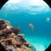 Google, Underwater Street View, Google Maps, Google Sea View, coral reefs, Catlin Seaview Survey, virtual scuba diving