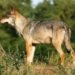 us fish and wildlife service, gray wolf, endangered species act, esa, wyoming, protected species, wolf protection,